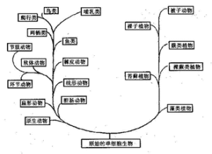 物種起源