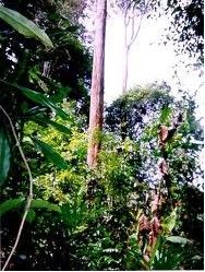 熱帶雨林藤本植物