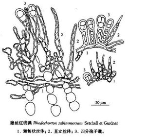 隱絲紅線藻