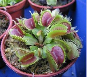 Venus flytrap