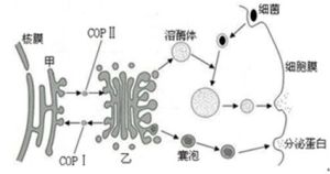 細胞的生物膜系統