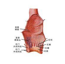 肛門直腸示意圖