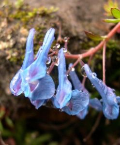 雅江紫堇 雅江紫堇