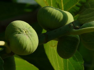 Common fig