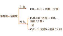 有氧呼吸與無氧呼吸的區別