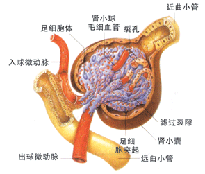 原發性腎小球疾病