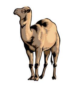 Camelus