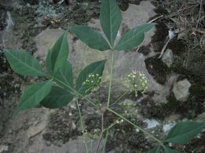 太白山五加