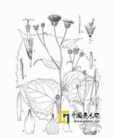 少花風毛菊