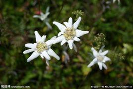 雪絨花[火絨草]