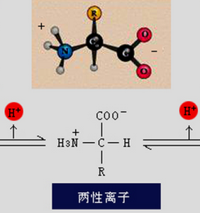 胺基酸等電點