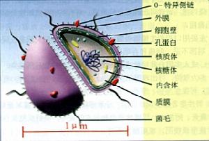 性病相關性胃腸道感染