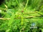 花白野大豆