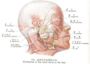 按肌群取穴