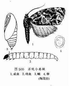 洋桃小卷蛾