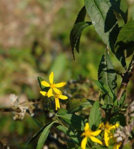 林蔭合耳菊