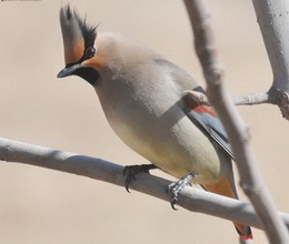 （圖）小太平鳥