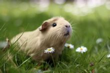 Guinea pig