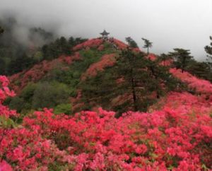 龜峰山名景