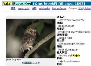 蘇門角鴞（Rajah Scops-Owl ）