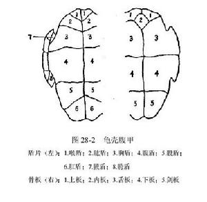 緣盾