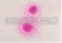 細菌L型
