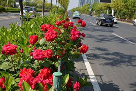 花車[薔薇屬月季栽培品種]