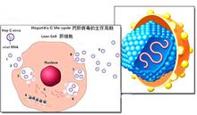 C型肝炎病毒