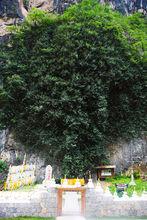 千年菩提樹