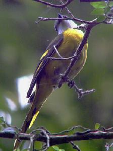 （圖）灰喉山椒鳥