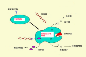 酵母