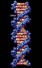 DNA雙螺鏇