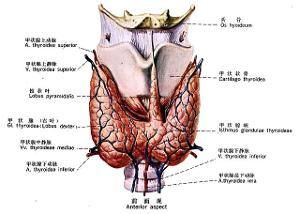 胸內甲狀腺腫