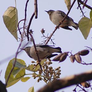 （圖）絲光椋鳥