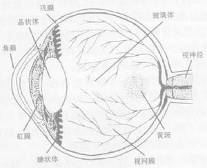 化學性眼燒傷