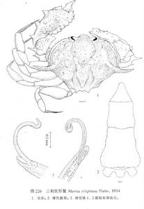三刺筐形蟹
