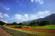 雲中花海