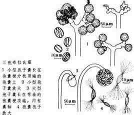 接合笄霉