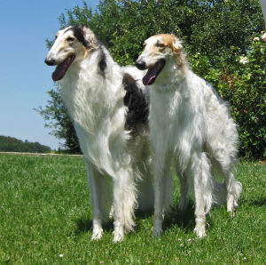 borzoi