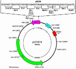 pUC18