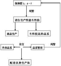 中國鬥雞品種選育計畫