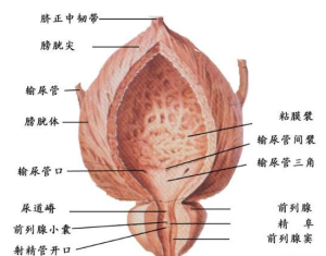 前列腺圖