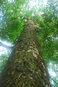 國家一級保護植物資源冷杉（喻勛林攝）