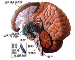 黑質結構