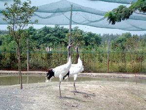 江蘇溱湖濕地公園