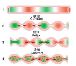 蠕動[醫學術語]