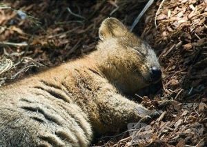 短尾矮袋鼠被稱為世界上最快樂的動物