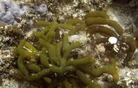 縊江蘺的藻體外形
