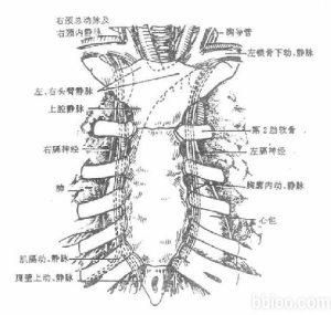 肋間臂神經