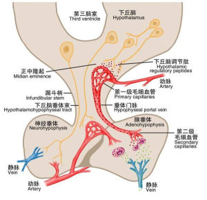 促黃體生成素